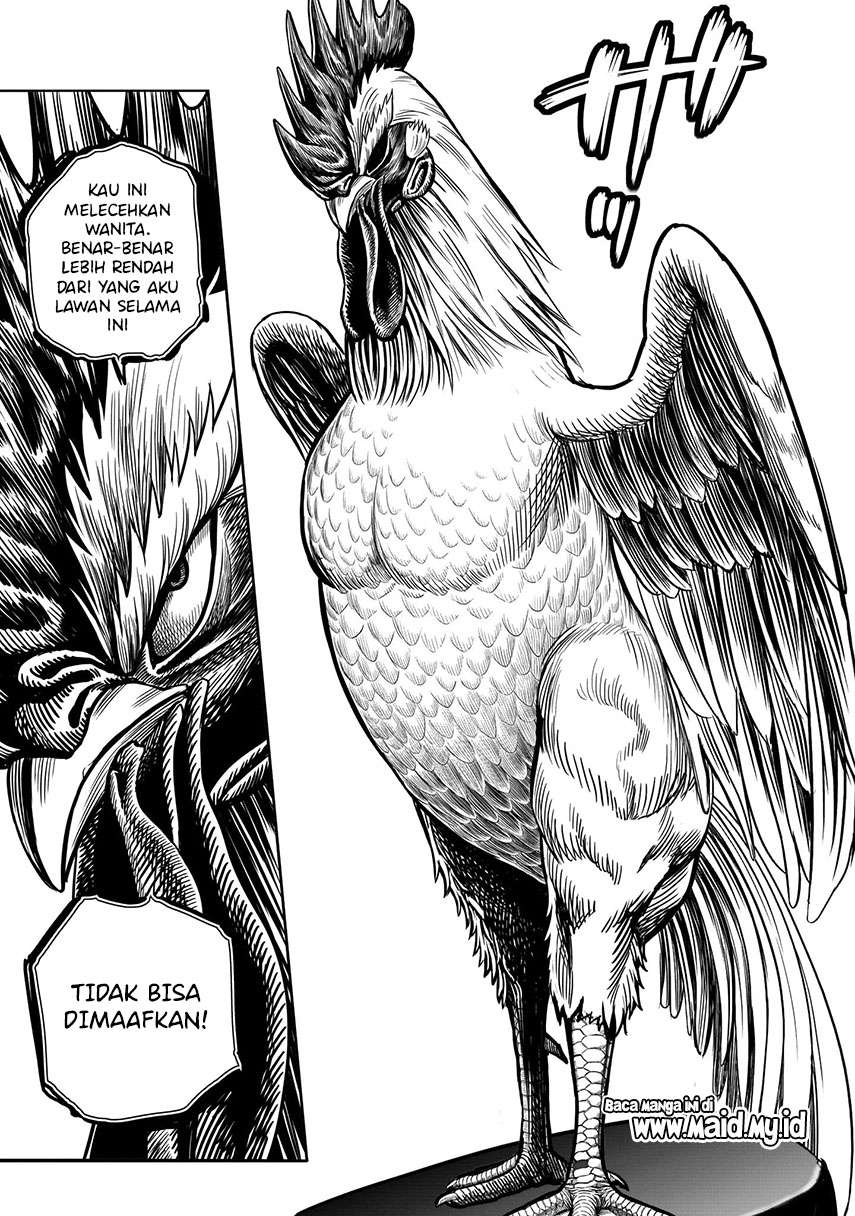 rooster-fighter - Chapter: 6