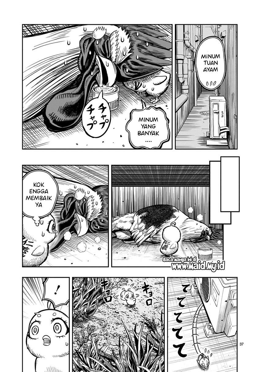 rooster-fighter - Chapter: 6