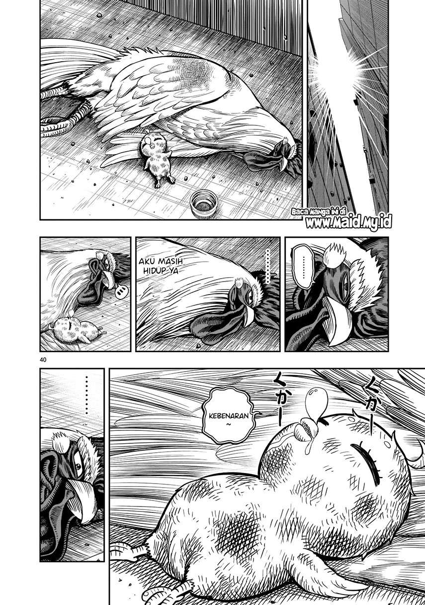 rooster-fighter - Chapter: 6
