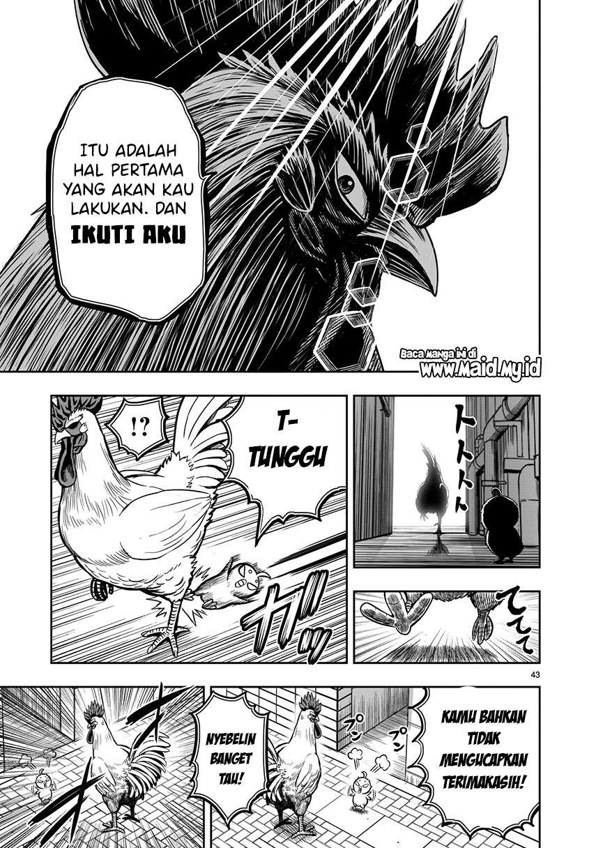 rooster-fighter - Chapter: 6