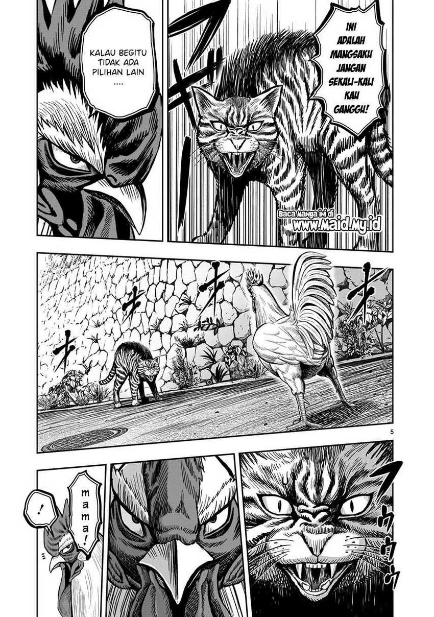 rooster-fighter - Chapter: 9