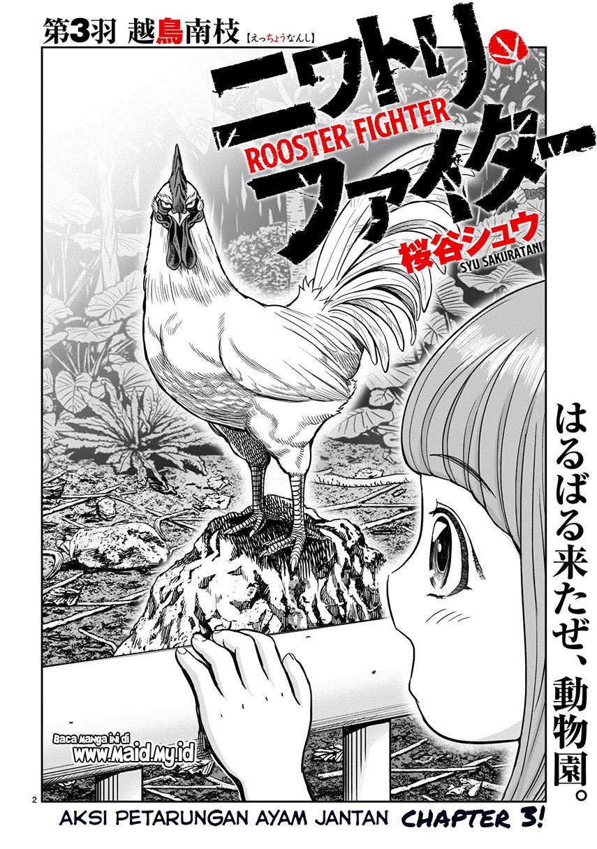 rooster-fighter - Chapter: 3