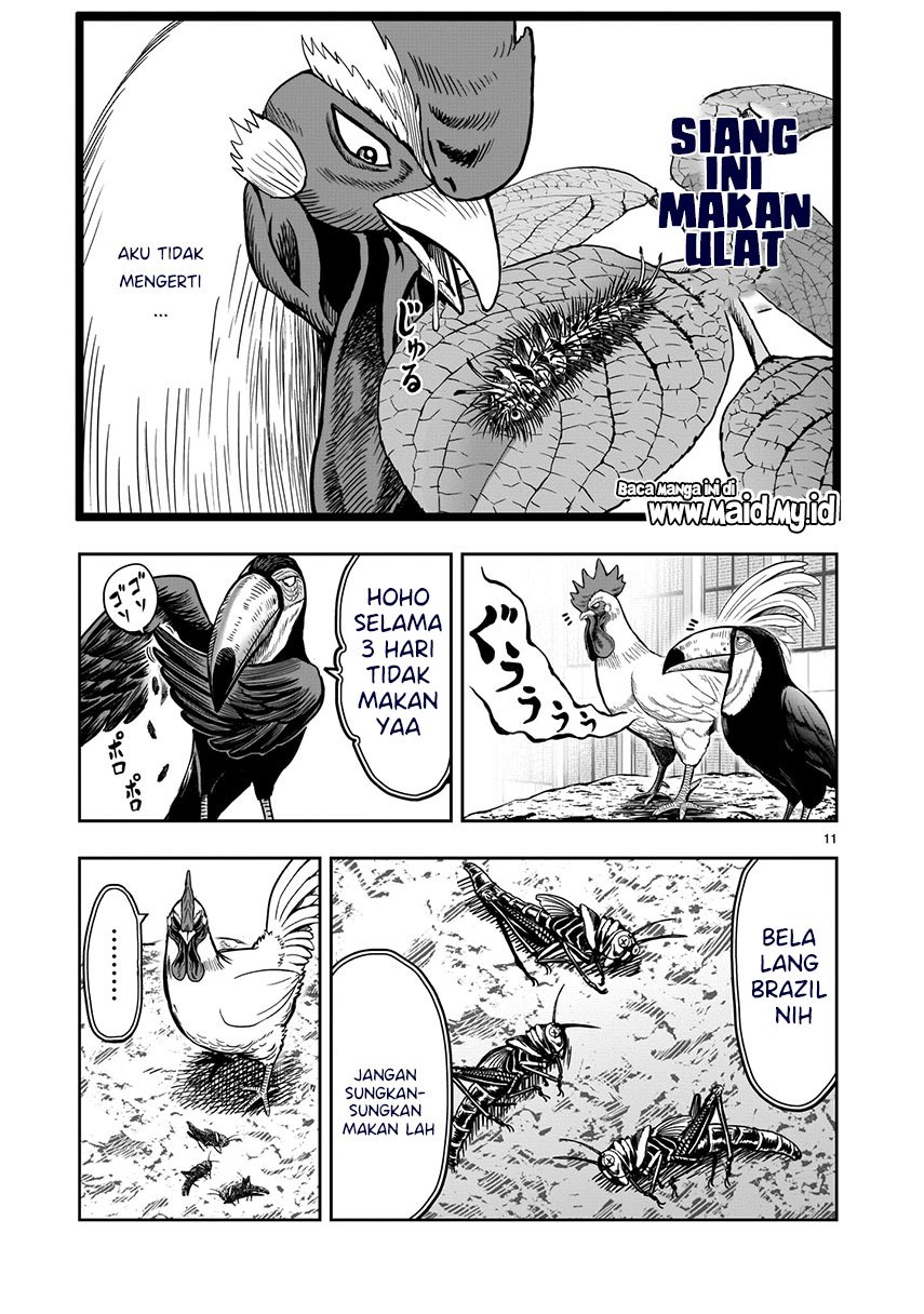 rooster-fighter - Chapter: 3