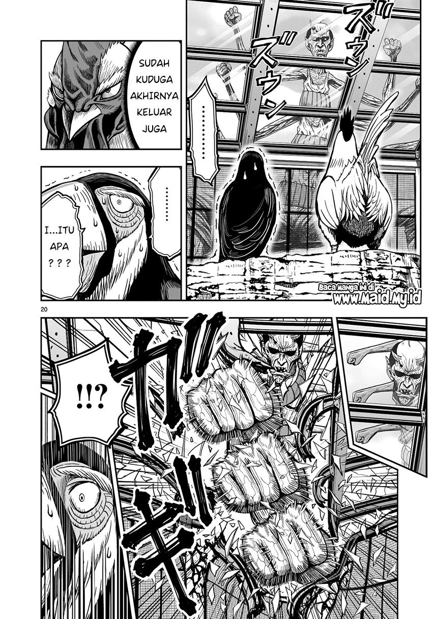 rooster-fighter - Chapter: 3