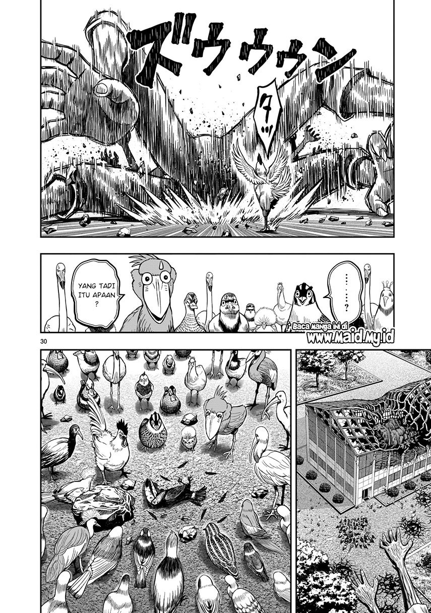 rooster-fighter - Chapter: 3