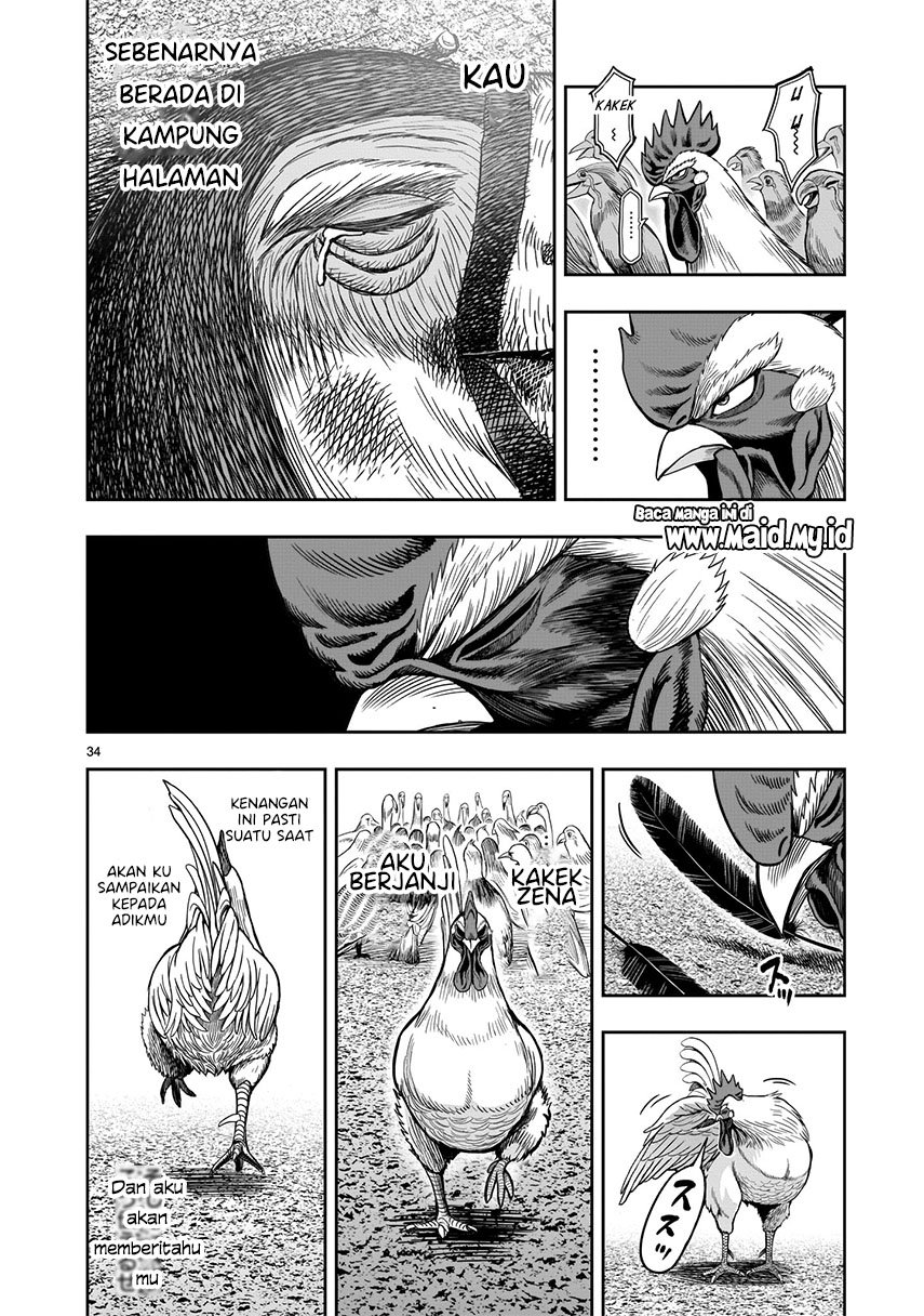 rooster-fighter - Chapter: 3
