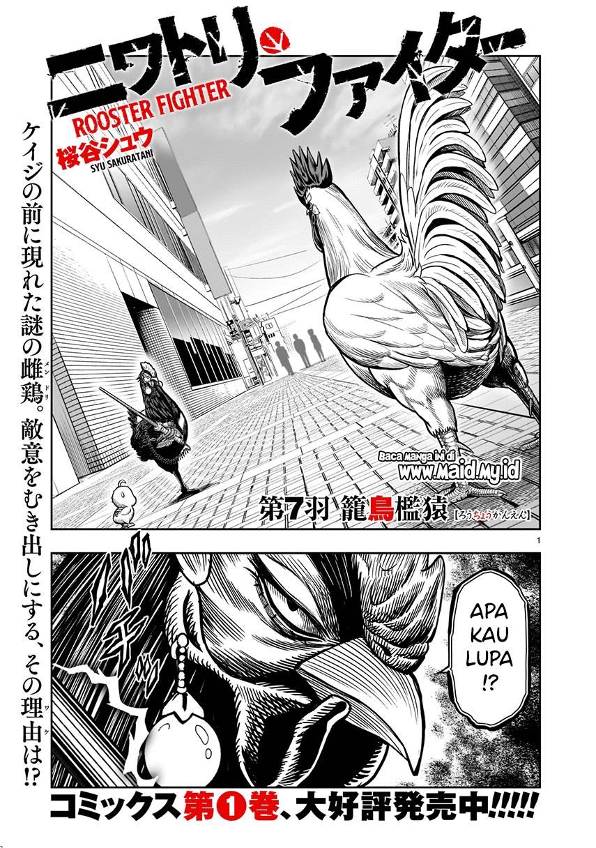 rooster-fighter - Chapter: 7