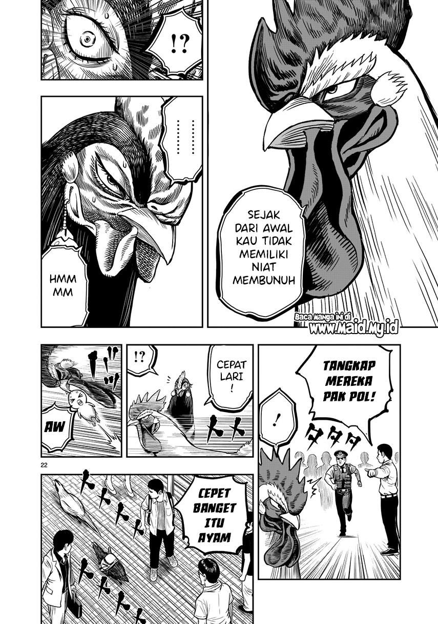 rooster-fighter - Chapter: 7