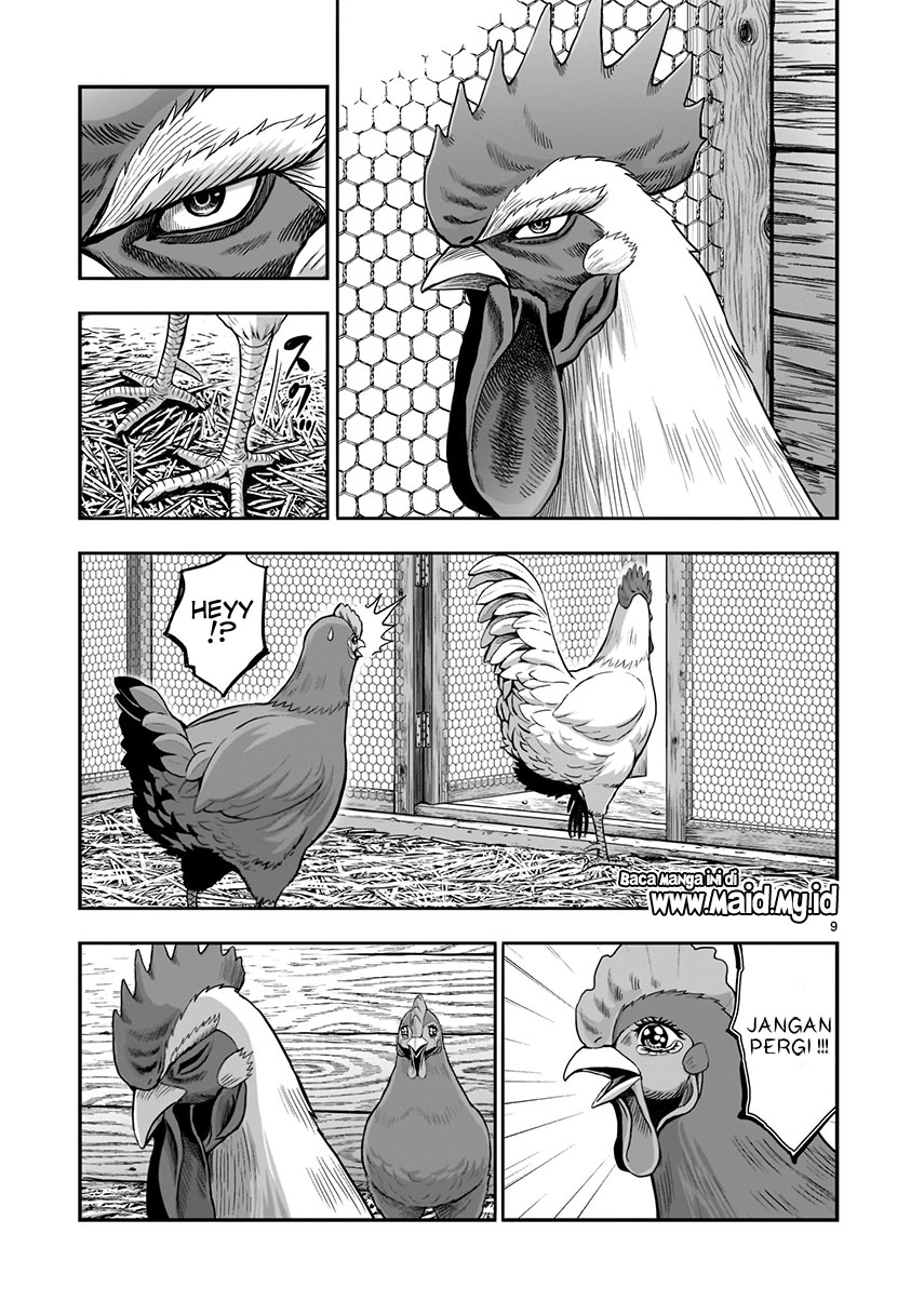 rooster-fighter - Chapter: 1