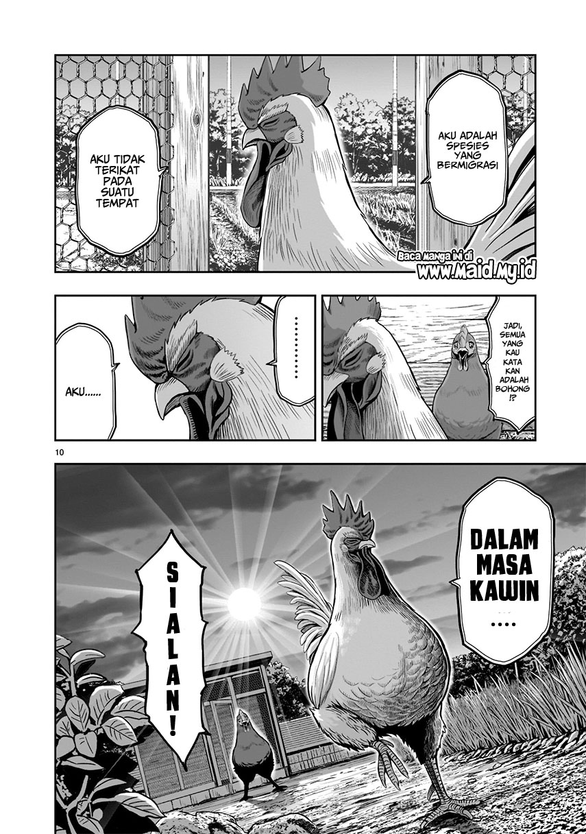 rooster-fighter - Chapter: 1