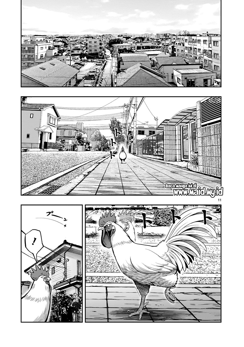 rooster-fighter - Chapter: 1