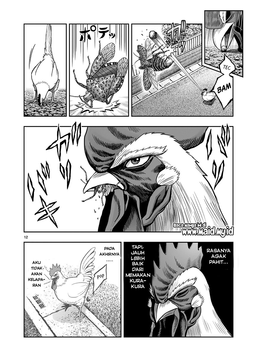 rooster-fighter - Chapter: 1