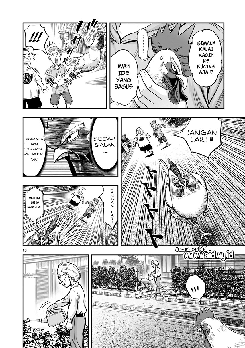 rooster-fighter - Chapter: 1