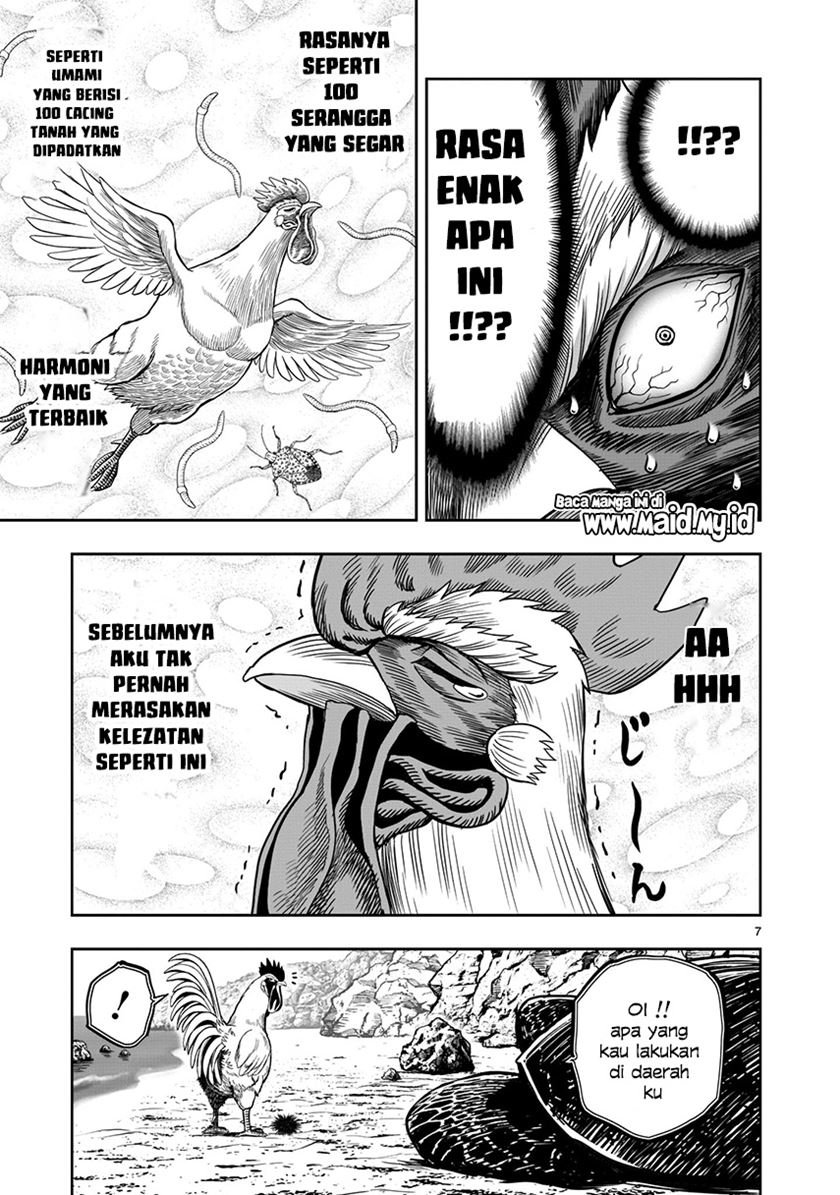 rooster-fighter - Chapter: 4