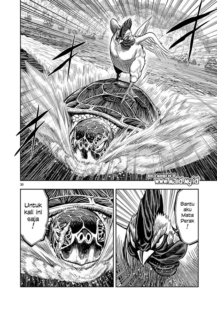 rooster-fighter - Chapter: 4