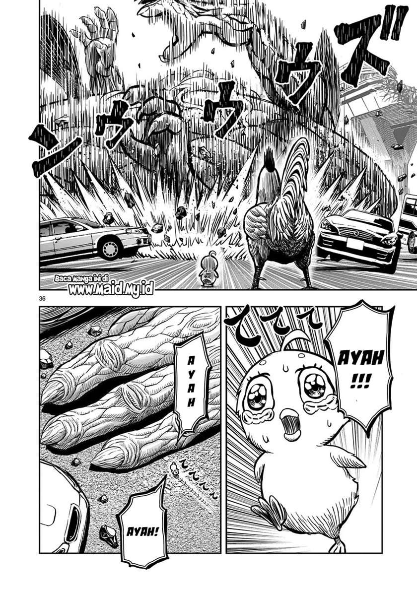 rooster-fighter - Chapter: 5
