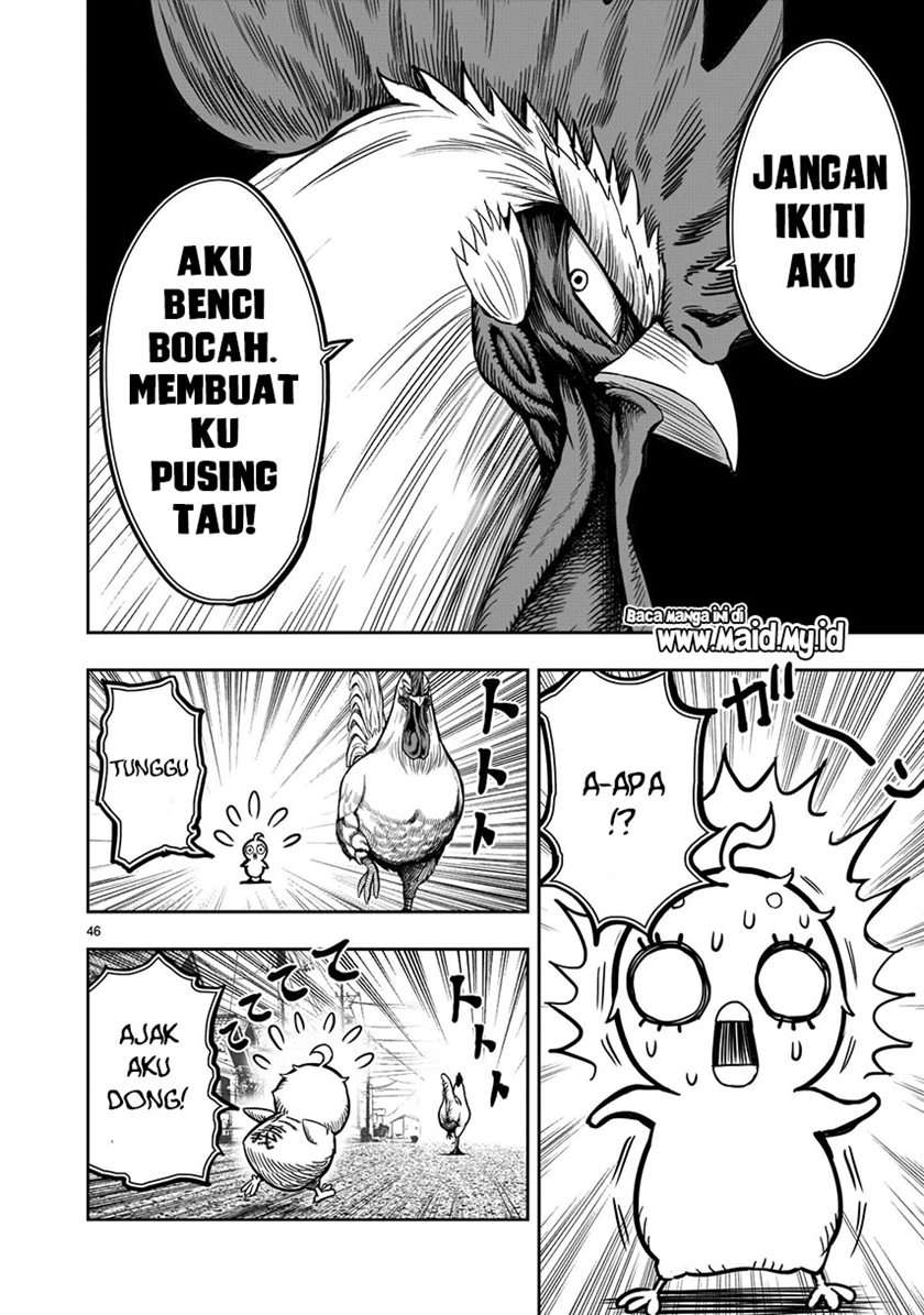 rooster-fighter - Chapter: 5