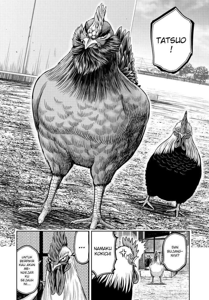 rooster-fighter - Chapter: 11