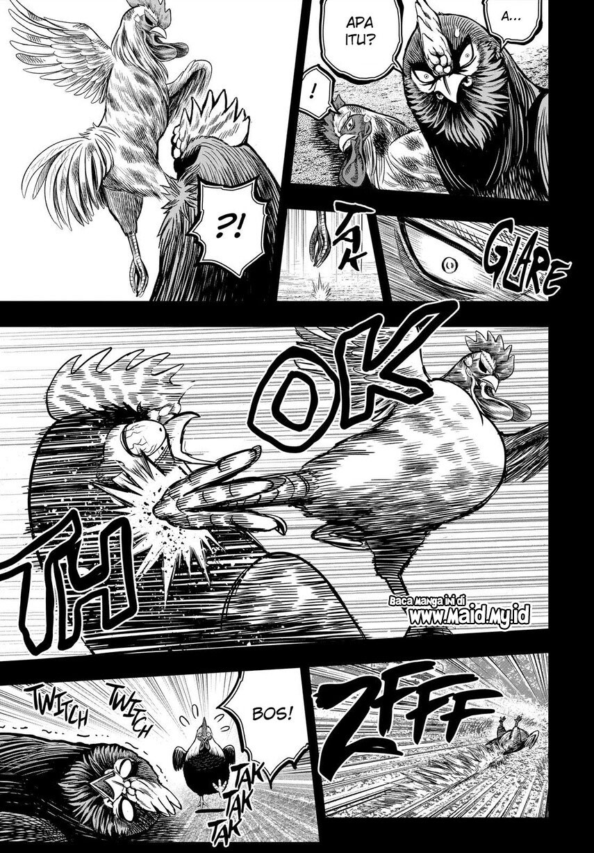 rooster-fighter - Chapter: 11