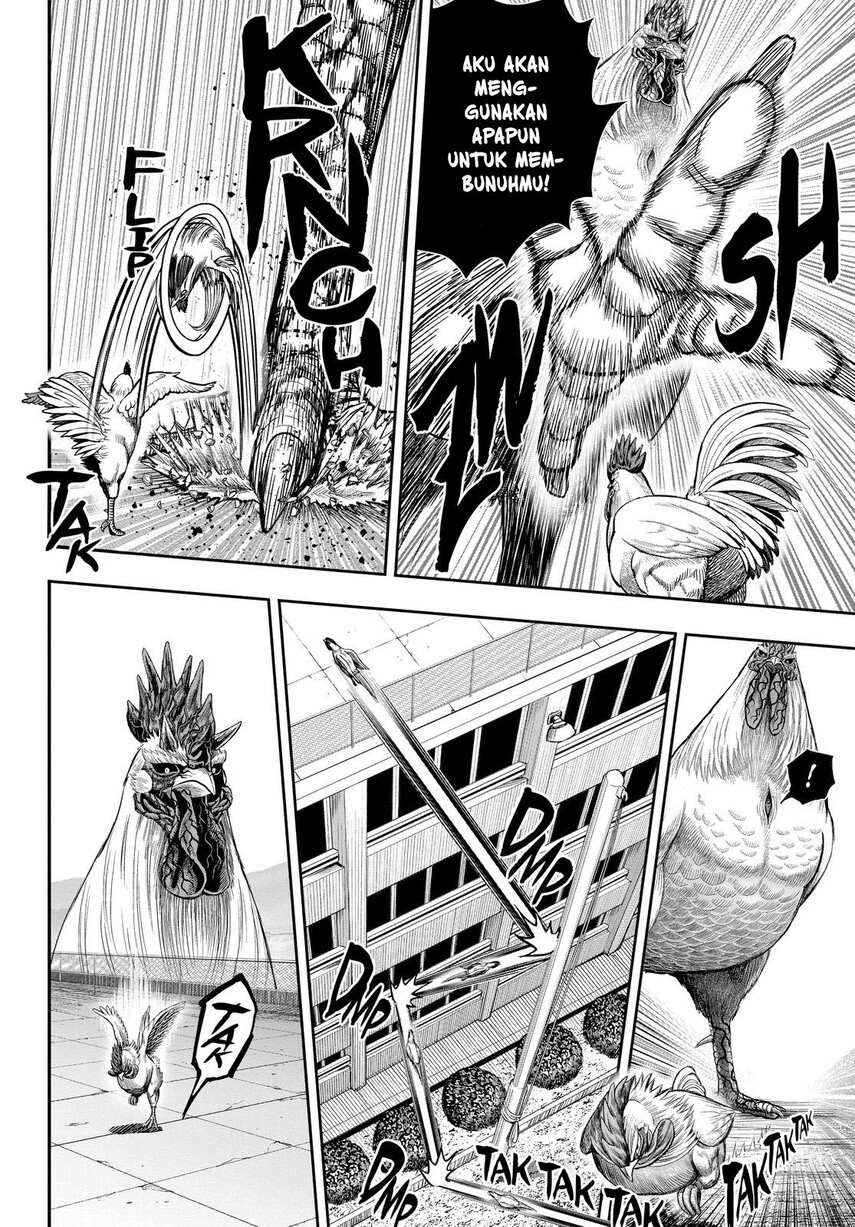 rooster-fighter - Chapter: 11