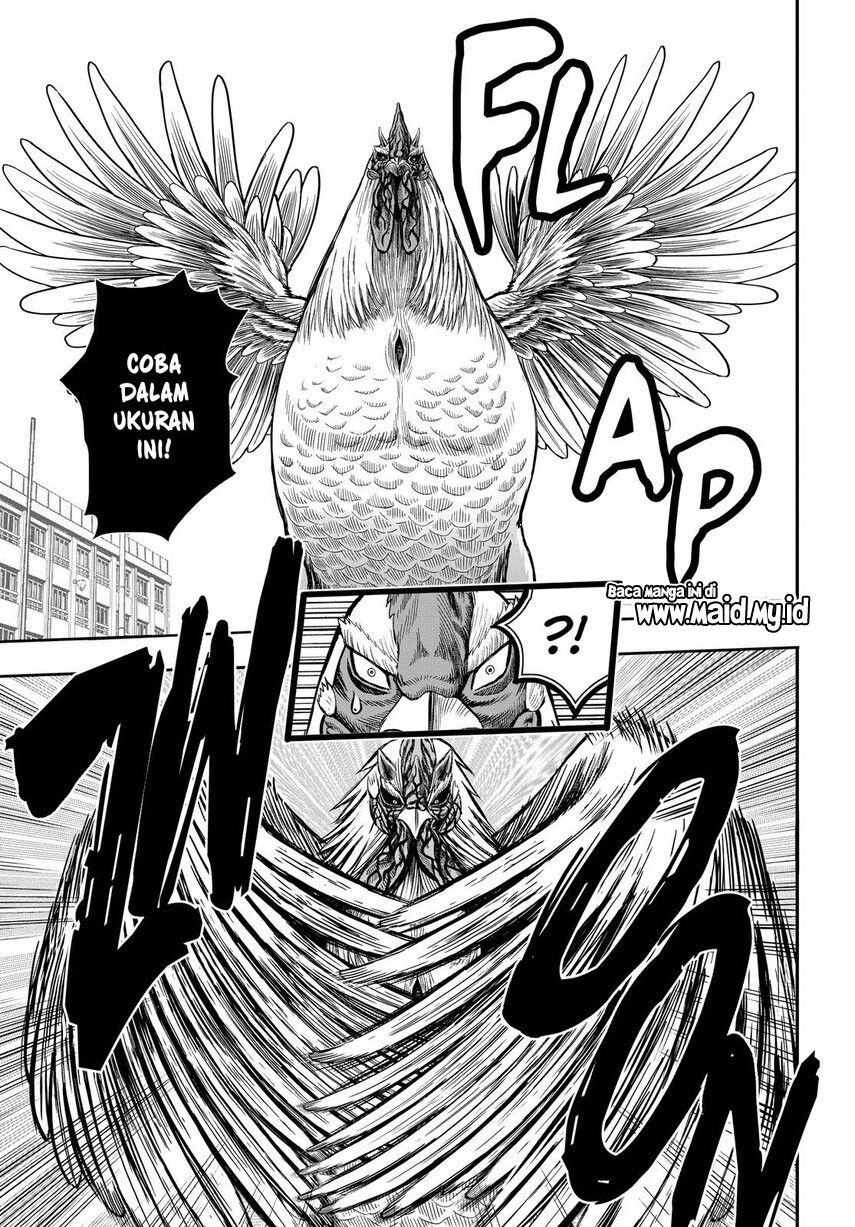 rooster-fighter - Chapter: 11
